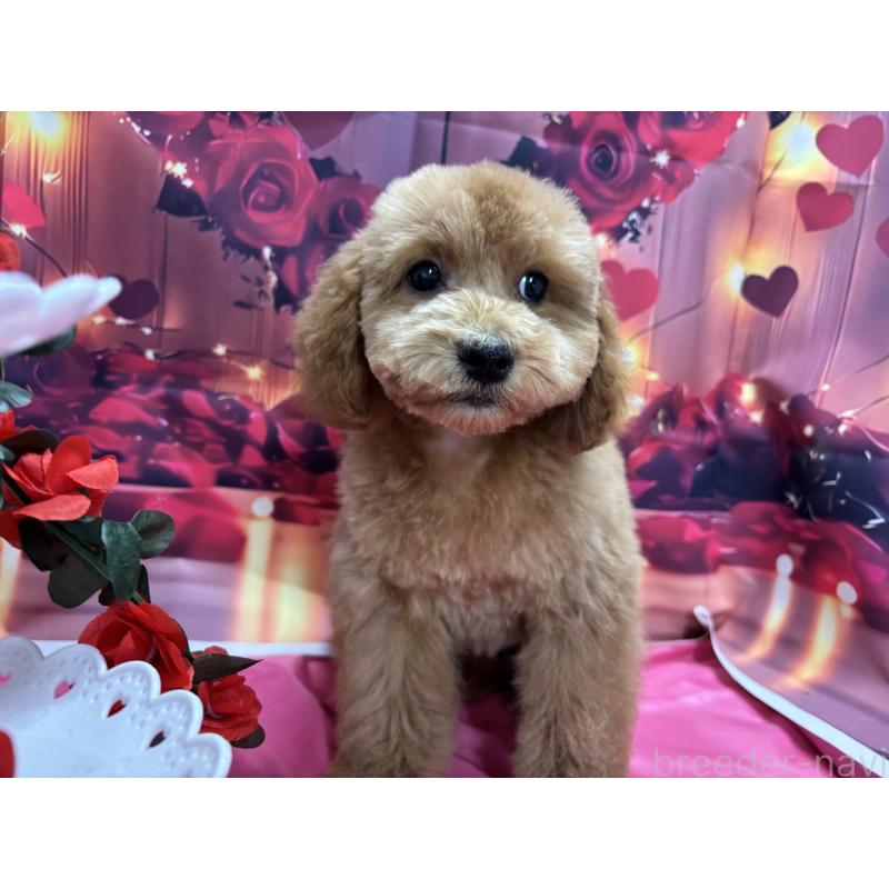 販売中の栃木県のトイプードル-423583の2枚目