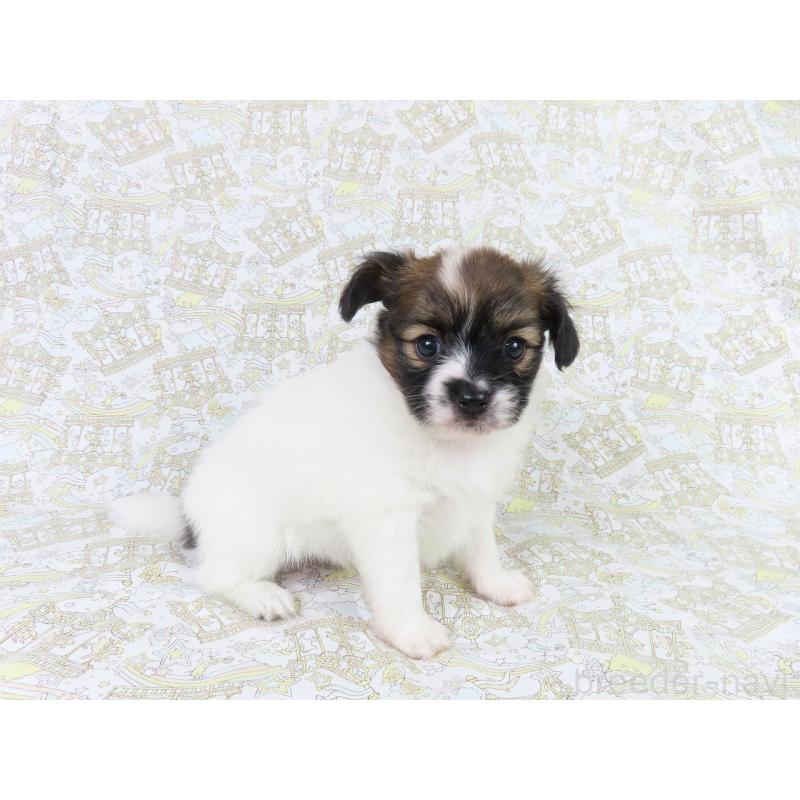 販売中の千葉県のパピヨン-436211の14枚目