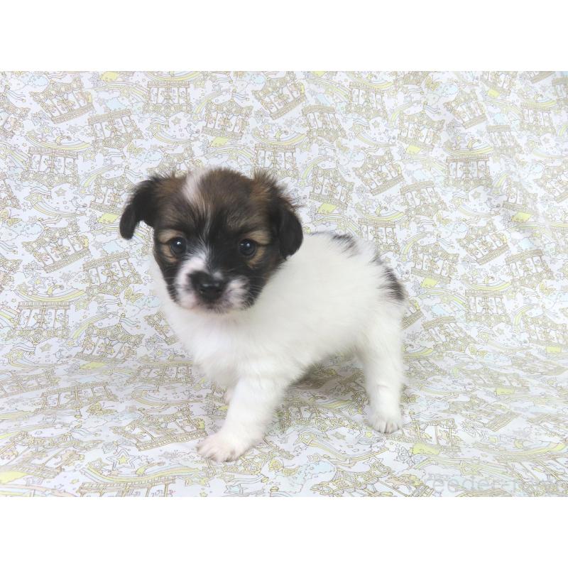 販売中の千葉県のパピヨン-436211の13枚目