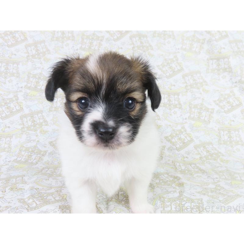 販売中の千葉県のパピヨン-436211の12枚目