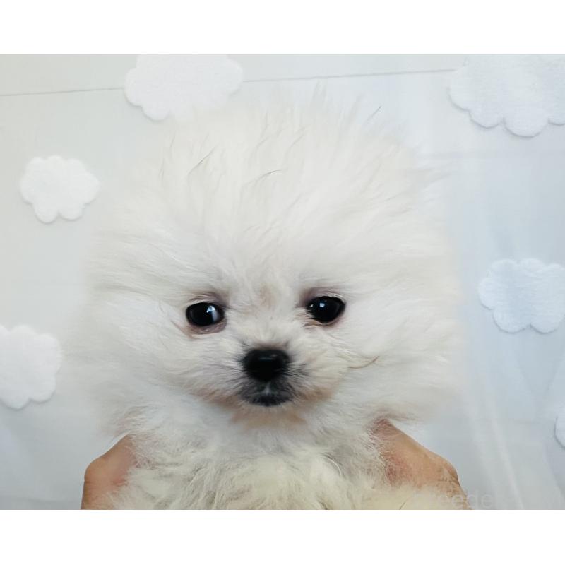 販売中の埼玉県のポメラニアン-429626の7枚目