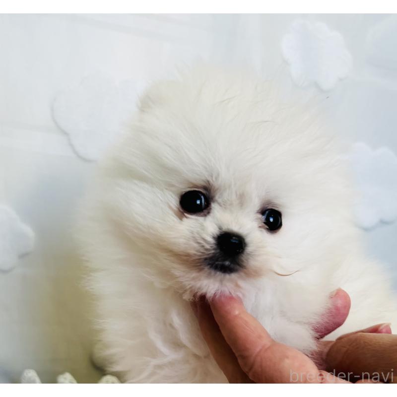 販売中の埼玉県のポメラニアン-429626の6枚目