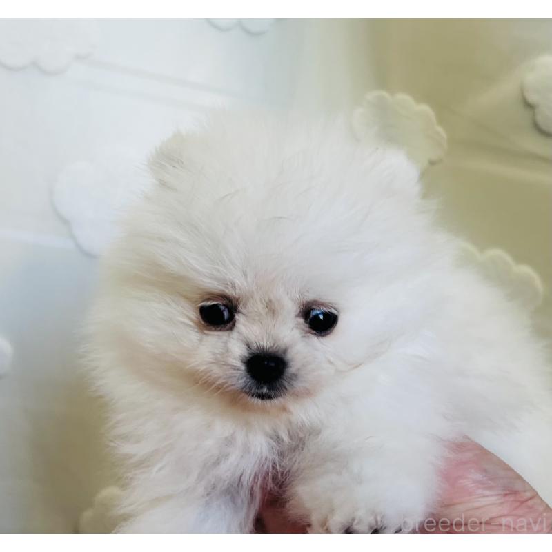 販売中の埼玉県のポメラニアン-429626の5枚目