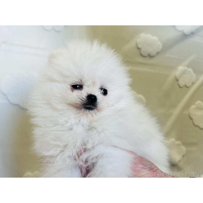 販売中の埼玉県のポメラニアン-429626の4枚目