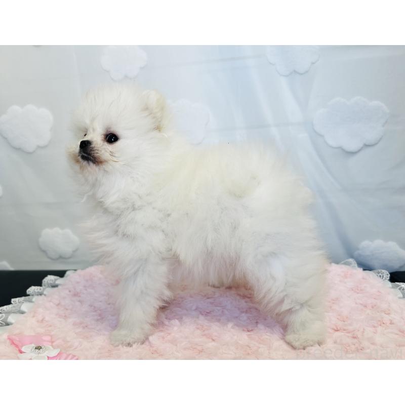 販売中の埼玉県のポメラニアン-429626の3枚目