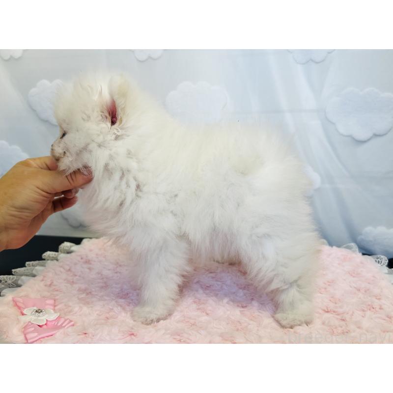 販売中の埼玉県のポメラニアン-429626の2枚目