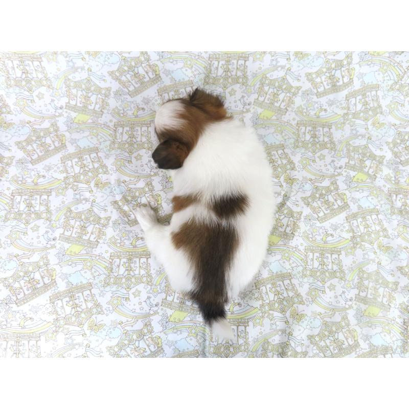 成約済の千葉県のパピヨン-436213の10枚目