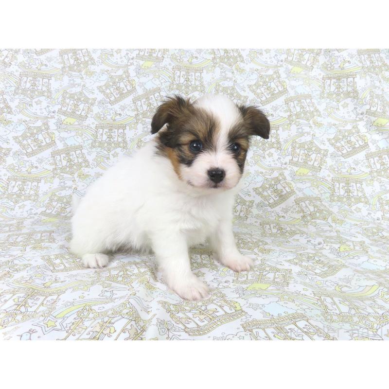 成約済の千葉県のパピヨン-436213の9枚目