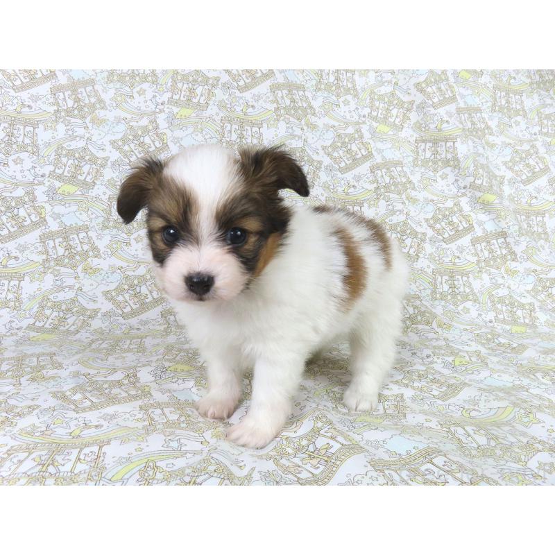 成約済の千葉県のパピヨン-436213の8枚目