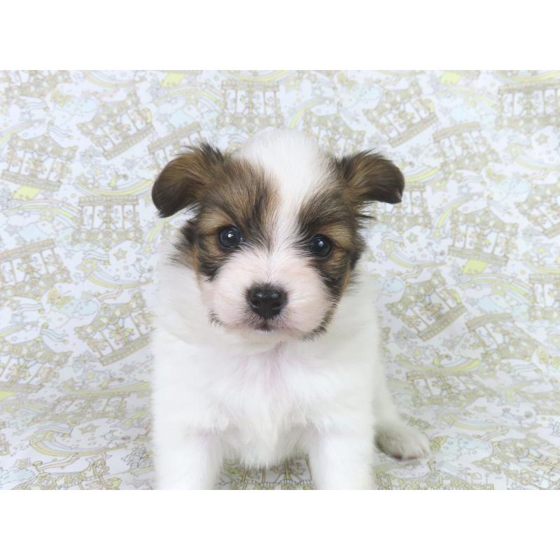 成約済の千葉県のパピヨン-436213の7枚目