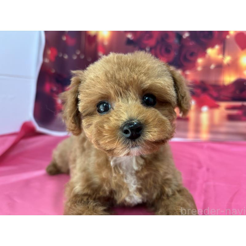 販売中の栃木県のティーカッププードル-437436