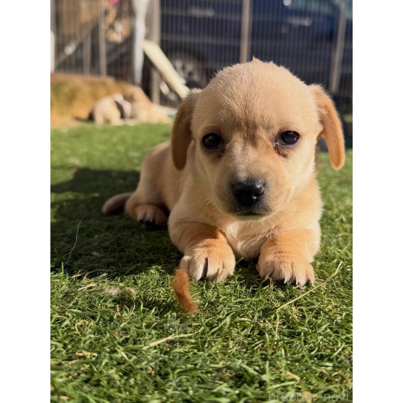 販売中の千葉県のチワックス:チワワ×ミニチュアダックスフンド-438521の4枚目