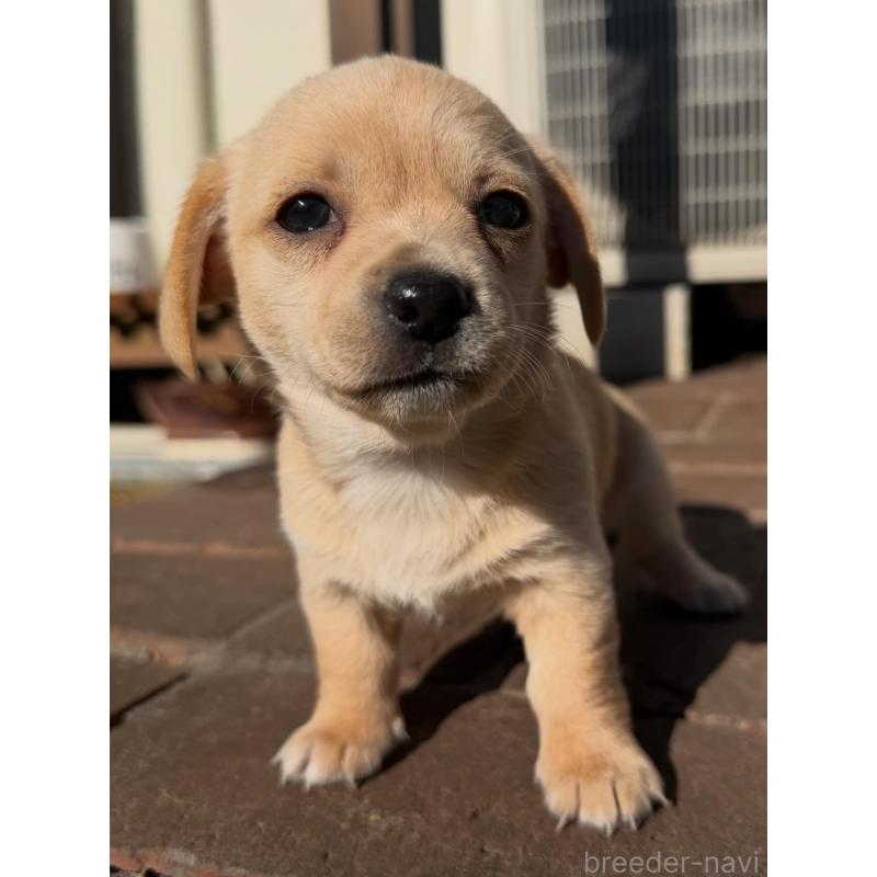 販売中の千葉県のチワックス:チワワ×ミニチュアダックスフンド-438521の3枚目