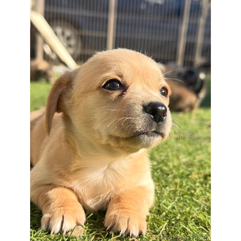 販売中の千葉県のチワックス:チワワ×ミニチュアダックスフンド-438521の2枚目