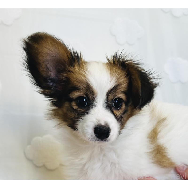 販売中の埼玉県のパピヨン-429645の2枚目