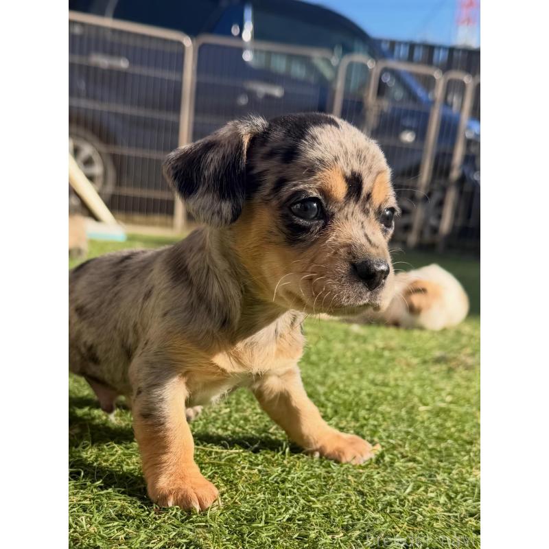 販売中の千葉県のチワックス:チワワ×ミニチュアダックスフンド-438522の4枚目