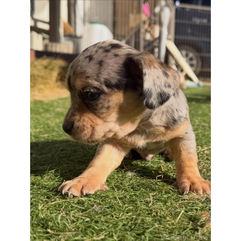 販売中の千葉県のチワックス:チワワ×ミニチュアダックスフンド-438522の3枚目