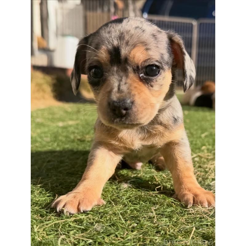 販売中の千葉県のチワックス:チワワ×ミニチュアダックスフンド-438522の2枚目