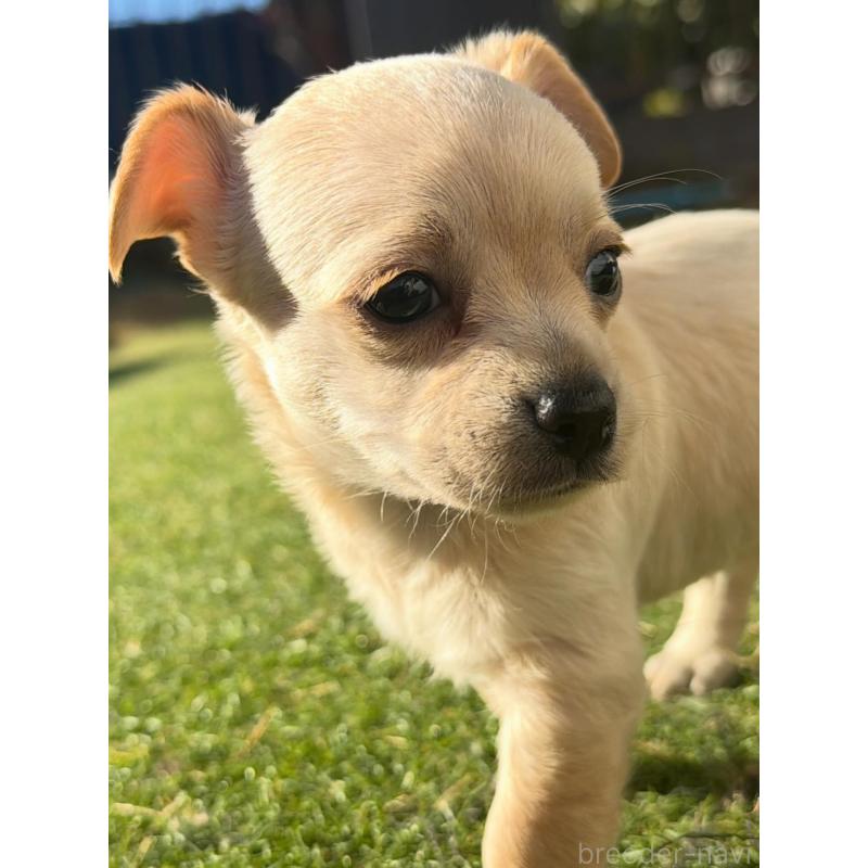 販売中の千葉県のチワックス:チワワ×ミニチュアダックスフンド-438524の4枚目