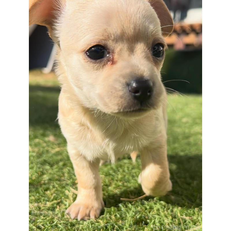 販売中の千葉県のチワックス:チワワ×ミニチュアダックスフンド-438524の3枚目