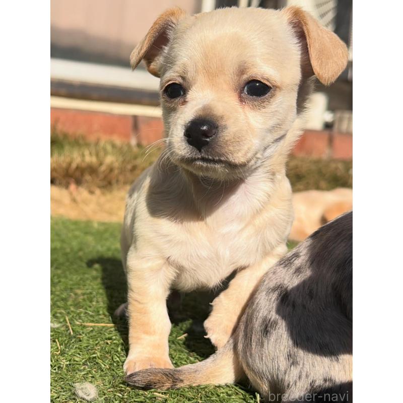 販売中の千葉県のチワックス:チワワ×ミニチュアダックスフンド-438524の2枚目