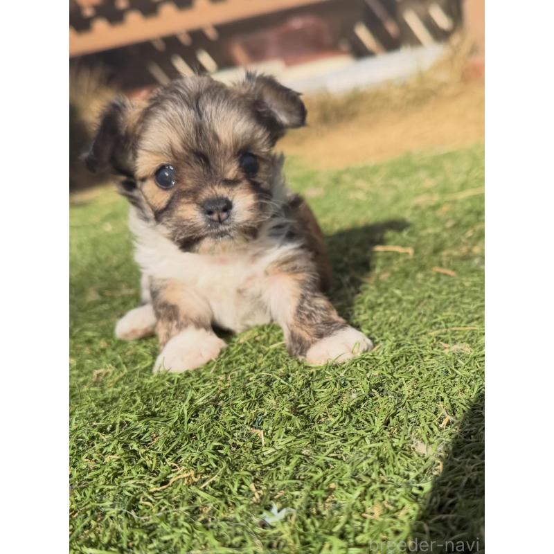 販売中の千葉県のミックス犬-438525の4枚目