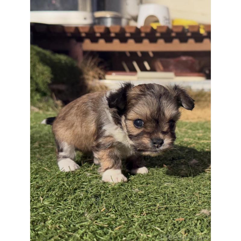 販売中の千葉県のミックス犬-438525の3枚目