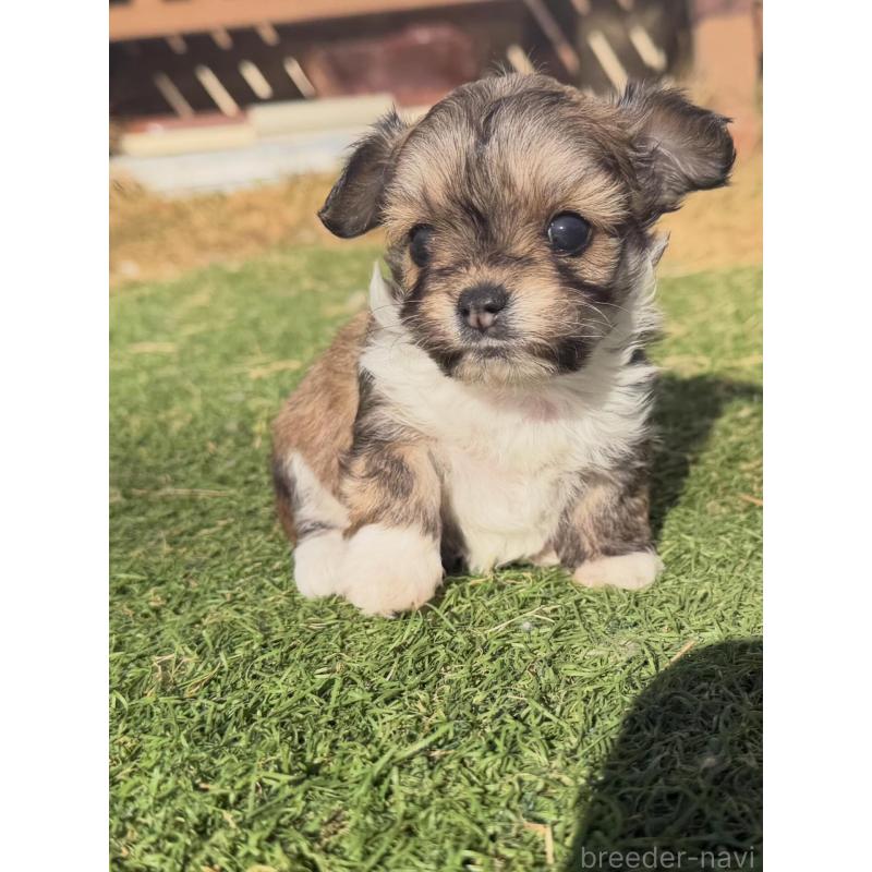 販売中の千葉県のミックス犬-438525の2枚目