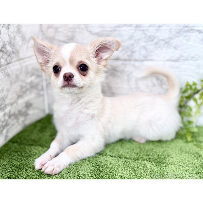 販売中の埼玉県のチワワ(ロングコート)-422569の8枚目