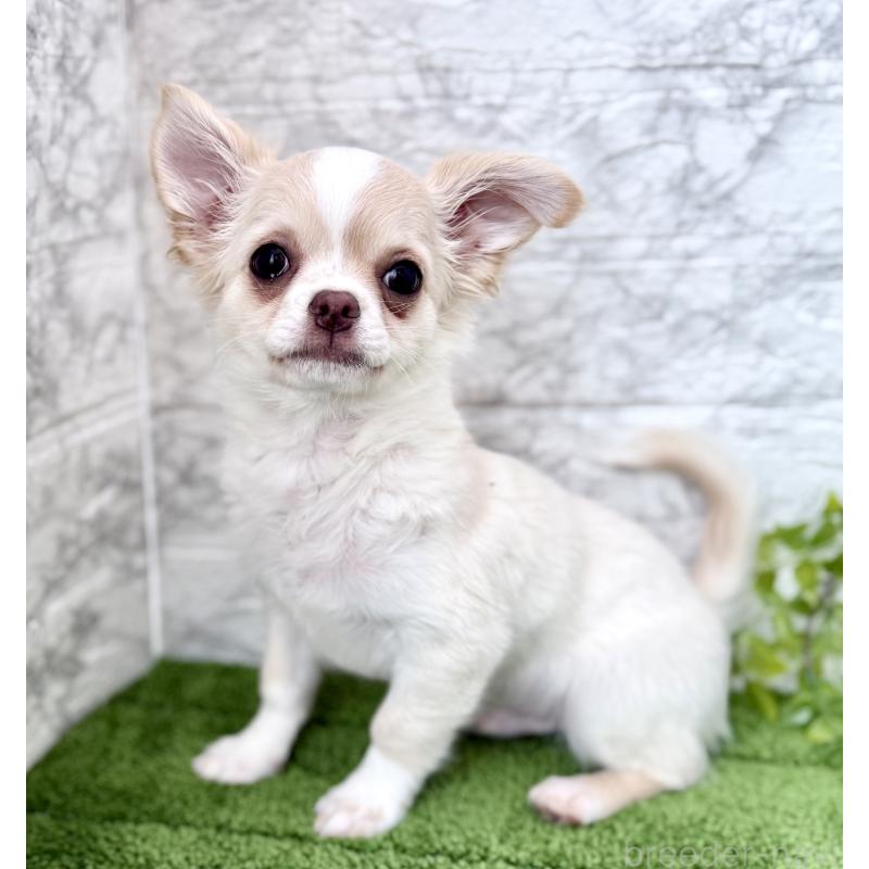 販売中の埼玉県のチワワ(ロングコート)-422569の7枚目