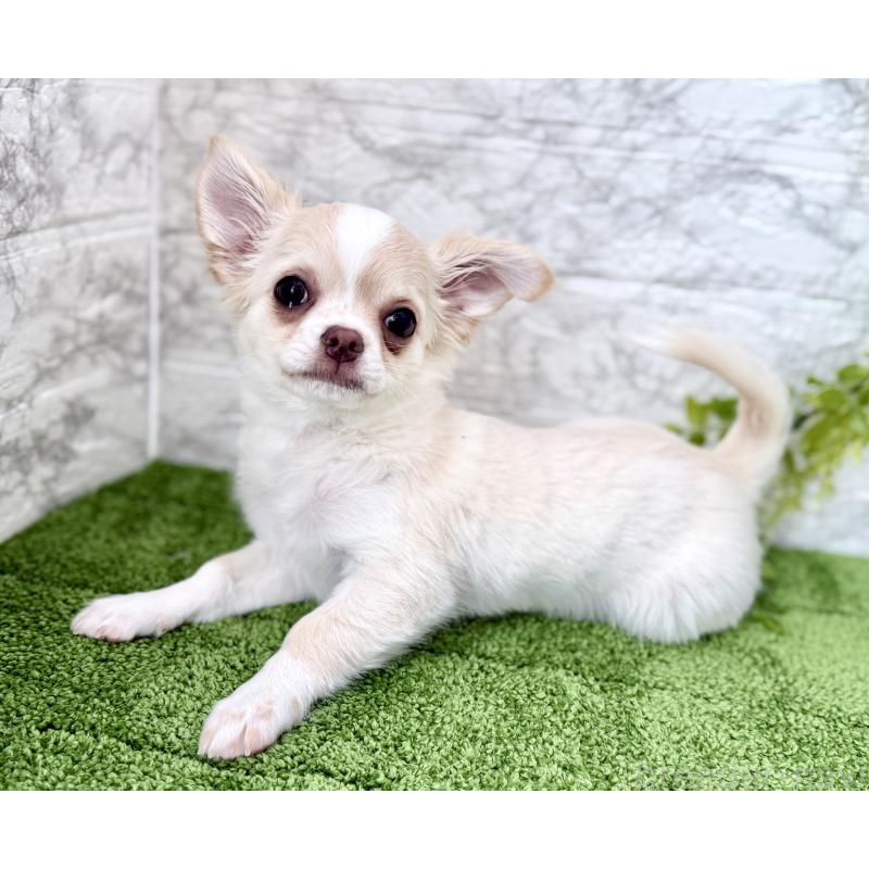 販売中の埼玉県のチワワ(ロングコート)-422569の6枚目