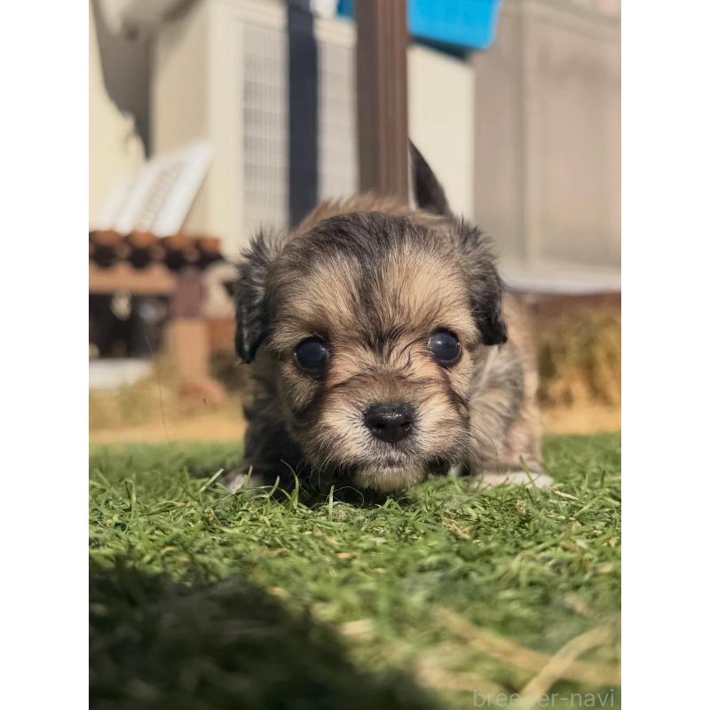 販売中の千葉県のミックス犬-438526の4枚目