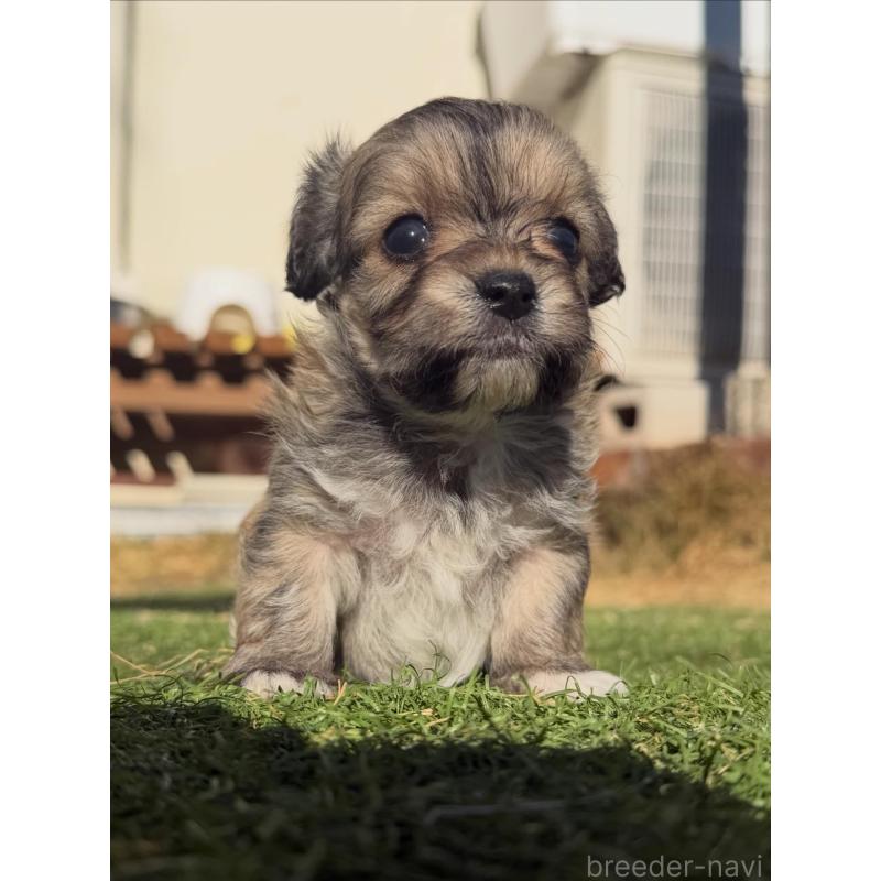 販売中の千葉県のミックス犬-438526の3枚目