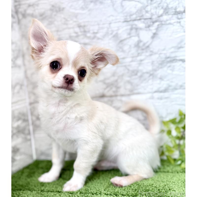 販売中の埼玉県のチワワ(ロングコート)-422569の5枚目