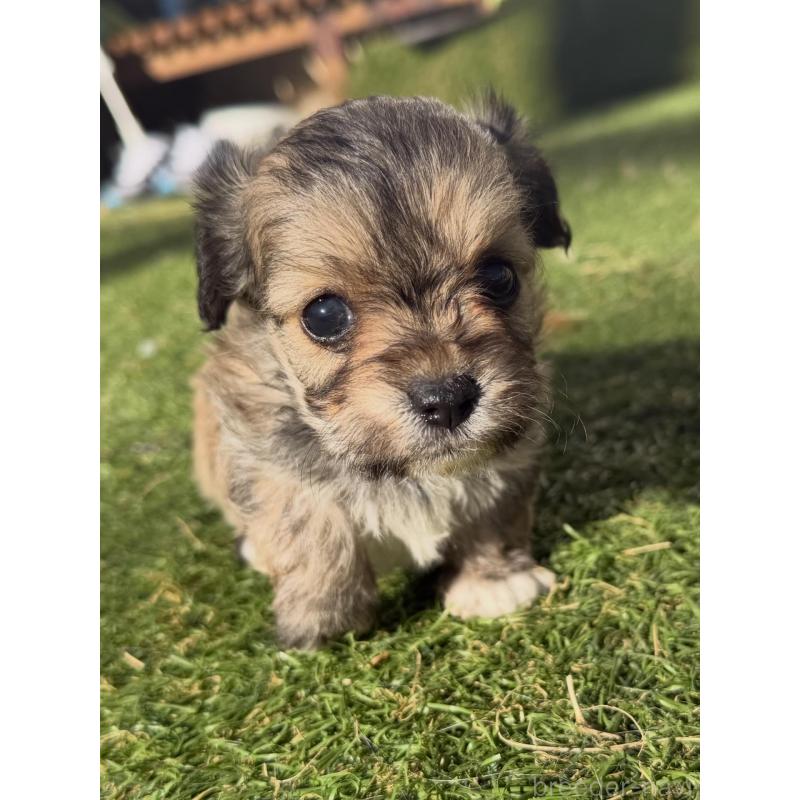 販売中の千葉県のミックス犬-438526の2枚目