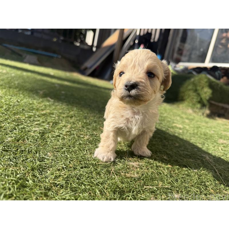 販売中の千葉県のミックス犬-438527の4枚目