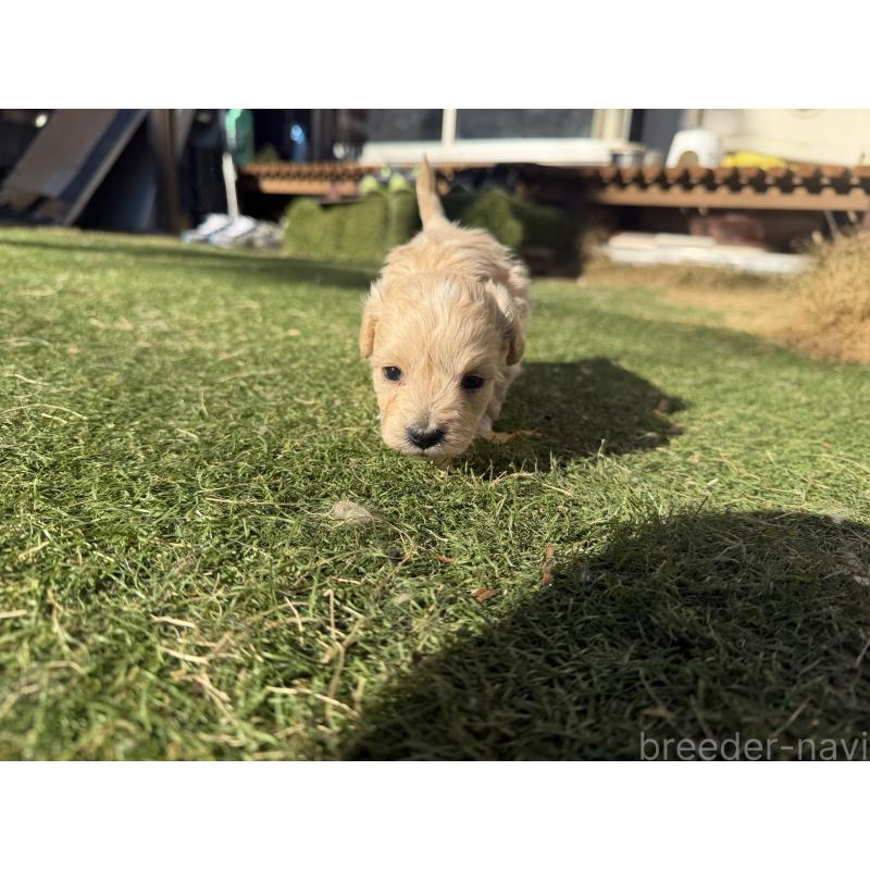 販売中の千葉県のミックス犬-438527の3枚目