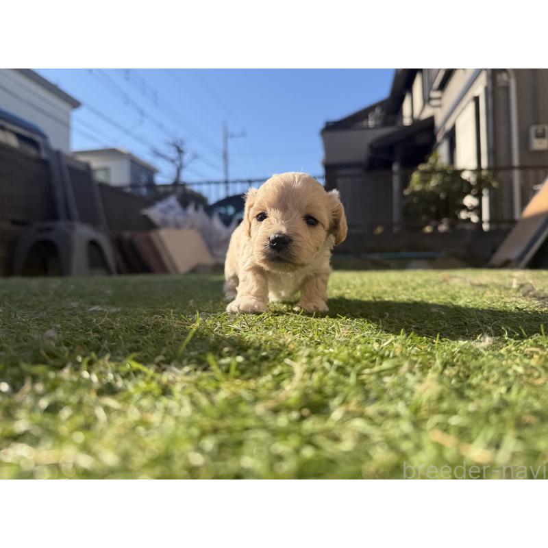 販売中の千葉県のミックス犬-438527の2枚目