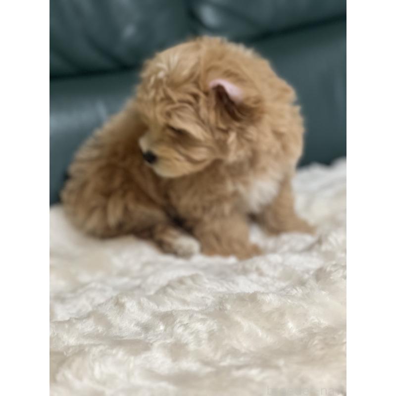 販売中の静岡県のポメマル:ポメラニアン×マルチーズ-431158の8枚目