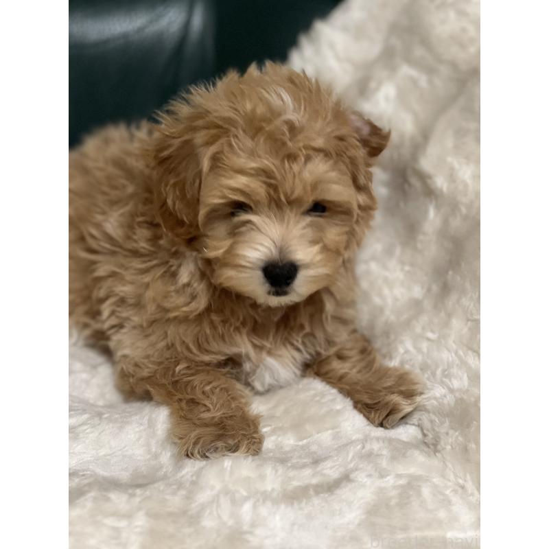 販売中の静岡県のポメマル:ポメラニアン×マルチーズ-431158の6枚目