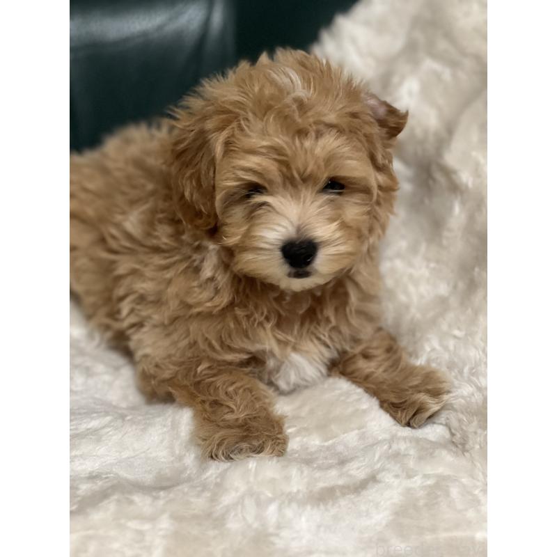 販売中の静岡県のポメマル:ポメラニアン×マルチーズ-431158の5枚目