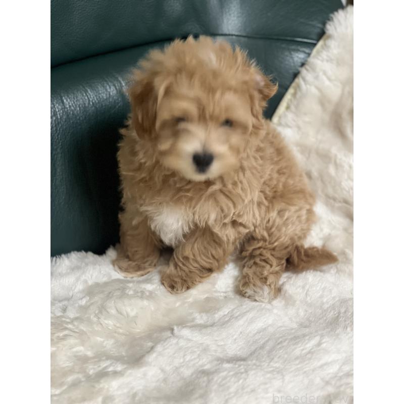 販売中の静岡県のポメマル:ポメラニアン×マルチーズ-431158の4枚目