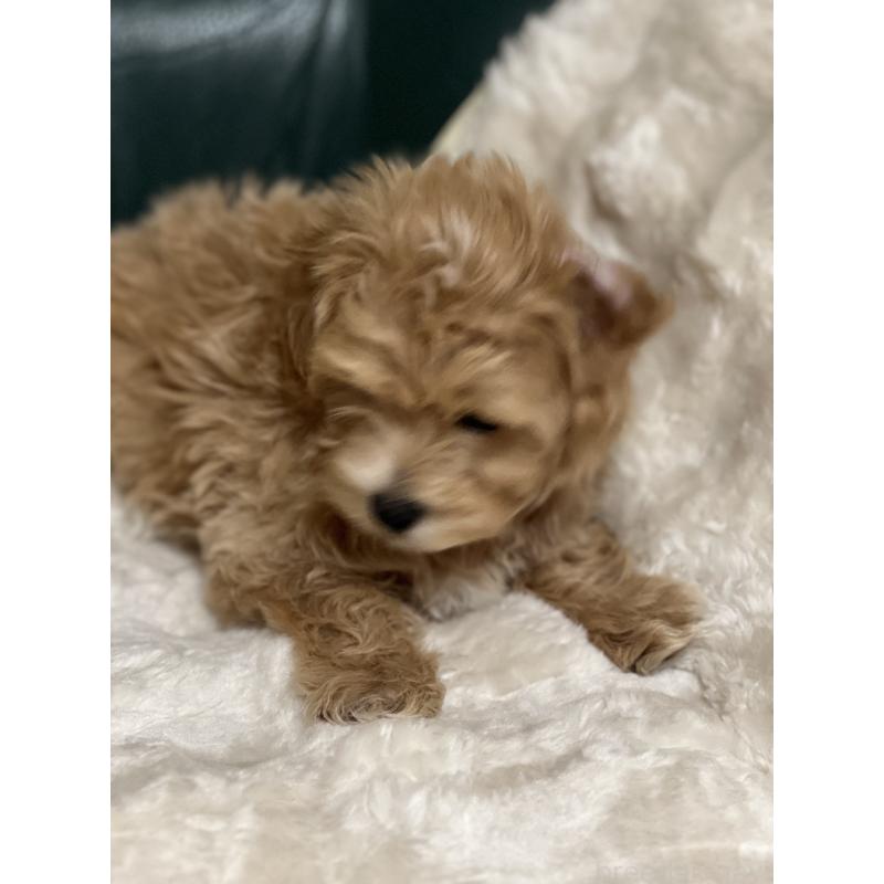 販売中の静岡県のポメマル:ポメラニアン×マルチーズ-431158の3枚目