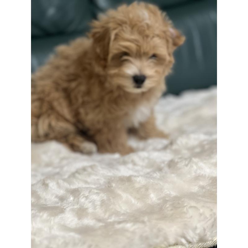 販売中の静岡県のポメマル:ポメラニアン×マルチーズ-431158の2枚目