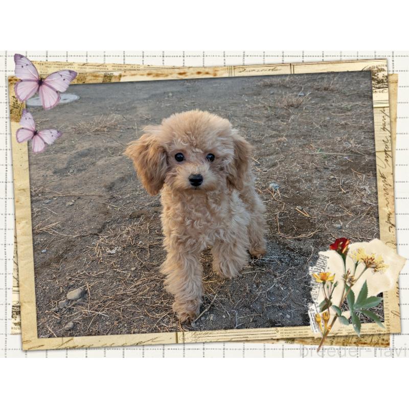 販売中の静岡県のタイニープードル-438530の1枚目