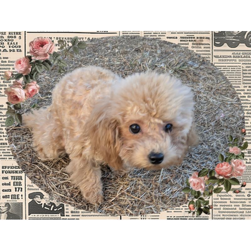 販売中の静岡県のタイニープードル-438530の3枚目