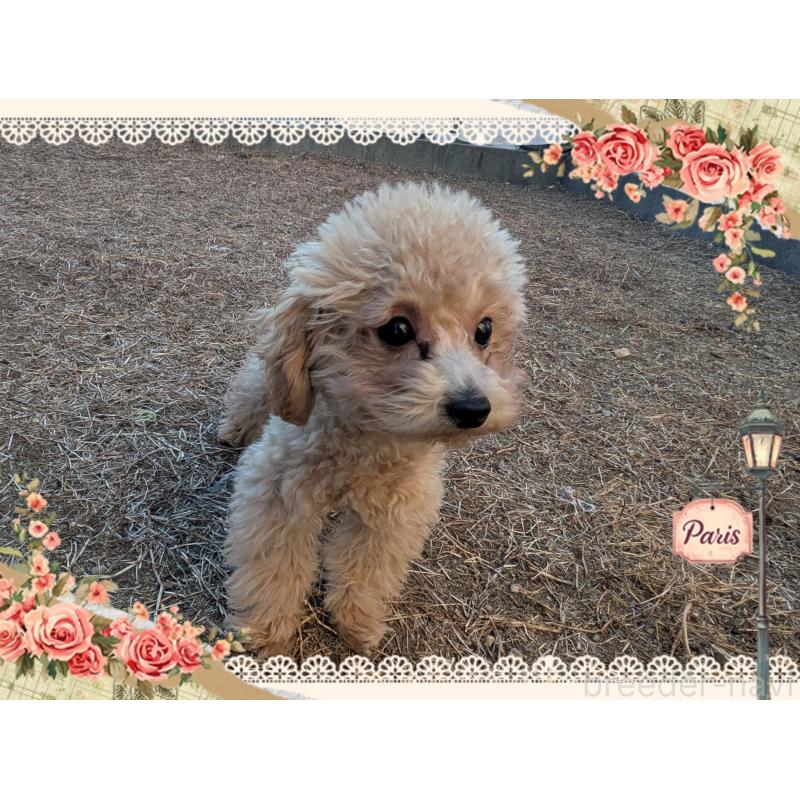 販売中の静岡県のタイニープードル-438530の2枚目