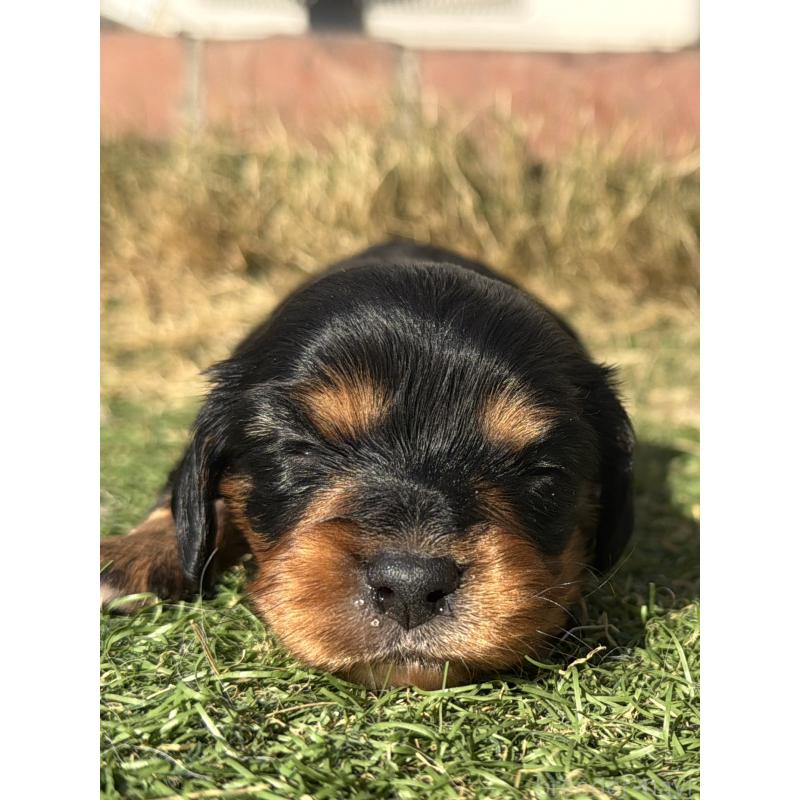 販売中の千葉県のミックス犬-438528の5枚目