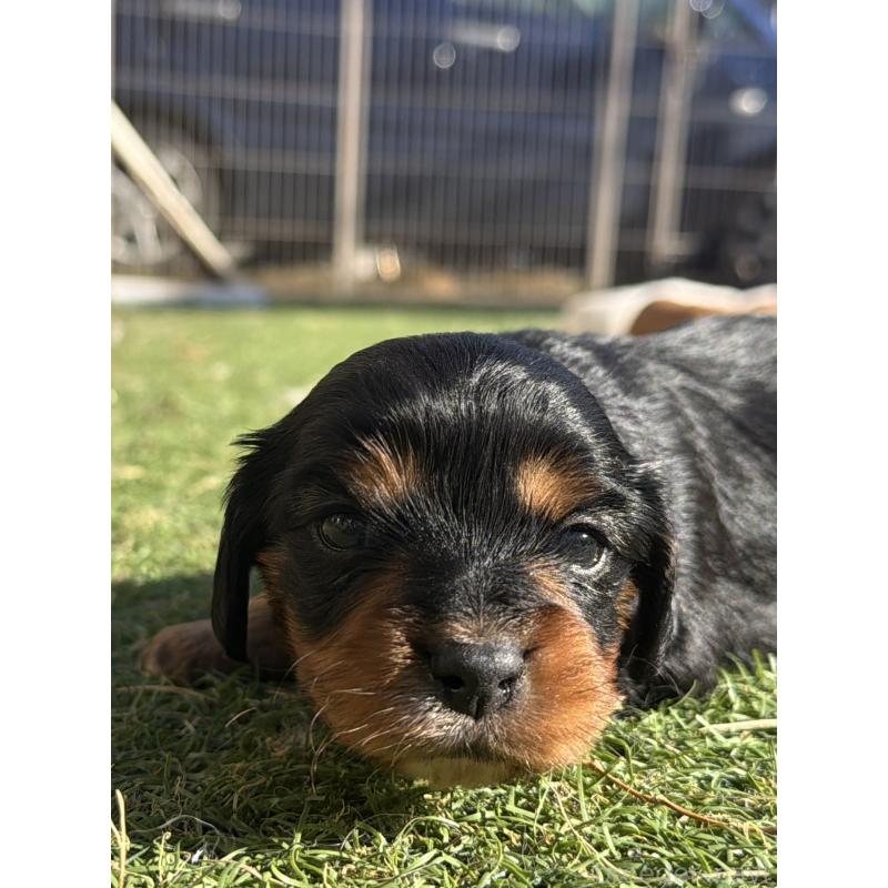 販売中の千葉県のミックス犬-438528の4枚目