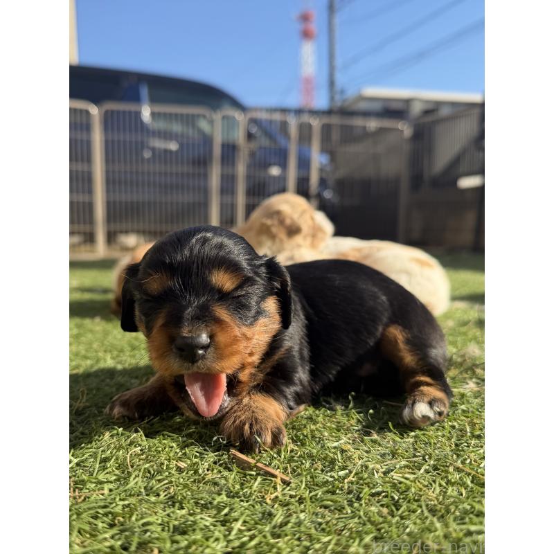 販売中の千葉県のミックス犬-438528の2枚目